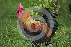 Domestic Chicken, Brown Red Marans Rooster, a French Breed photo