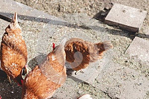 Domestic chicken with brown and white feathers running around the yard in the free range. Organic chickens. Homegrown eggs. Funny