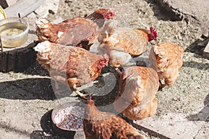 Domestic chicken with brown and white feathers running around the yard in the free range. Organic chickens. Homegrown eggs. Funny