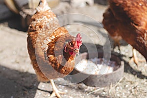 Domestic chicken with brown and white feathers running around the yard in the free range. Organic chickens. Homegrown eggs. Funny