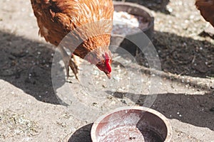 Domestic chicken with brown and white feathers running around the yard in the free range. Organic chickens. Homegrown eggs. Funny