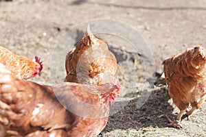 Domestic chicken with brown and white feathers running around the yard in the free range. Organic chickens. Homegrown eggs. Funny