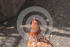 Domestic chicken with brown and white feathers running around the yard in the free range. Organic chickens. Homegrown eggs. Funny