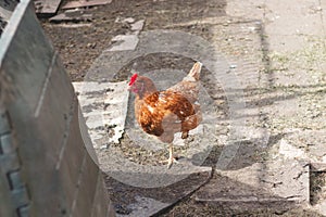 Domestic chicken with brown and white feathers running around the yard in the free range. Organic chickens. Homegrown eggs. Funny