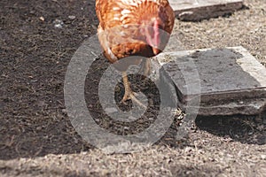 Domestic chicken with brown and white feathers running around the yard in the free range. Organic chickens. Homegrown eggs. Funny