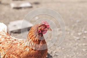 Domestic chicken with brown and white feathers running around the yard in the free range. Organic chickens. Homegrown eggs. Funny