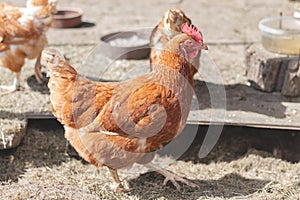 Domestic chicken with brown and white feathers running around the yard in the free range. Organic chickens. Homegrown eggs. Funny