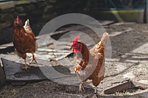 Domestic chicken with brown and white feathers running around the yard in the free range. Organic chickens. Homegrown eggs. Funny