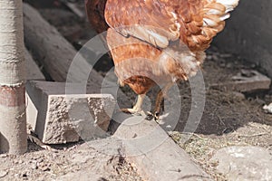 Domestic chicken with brown and white feathers running around the yard in the free range. Organic chickens. Homegrown eggs. Funny