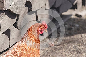 Domestic chicken with brown and white feathers running around the yard in the free range. Organic chickens. Homegrown eggs. Funny