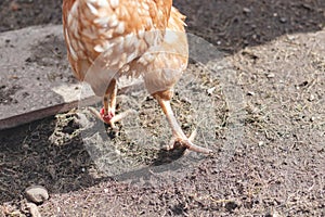 Domestic chicken with brown and white feathers running around the yard in the free range. Organic chickens. Homegrown eggs. Funny