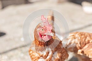 Domestic chicken with brown and white feathers running around the yard in the free range. Organic chickens. Homegrown eggs. Funny