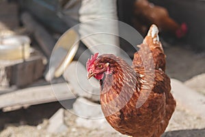 Domestic chicken with brown and white feathers running around the yard in the free range. Organic chickens. Homegrown eggs. Funny