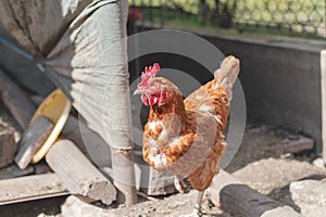 Domestic chicken with brown and white feathers running around the yard in the free range. Organic chickens. Homegrown eggs. Funny