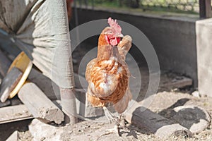 Domestic chicken with brown and white feathers running around the yard in the free range. Organic chickens. Homegrown eggs. Funny