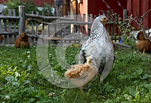 Domestic chicken with chick on traditional scandinavian rural barnyard in summer.