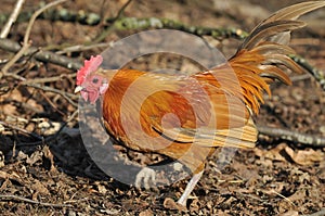 Domestic Chicken Cockerel - Gallus