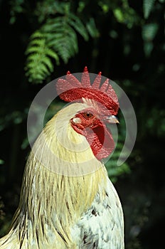 Domestic Chicken, Cockerel