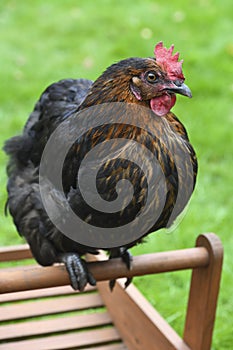 Domestic chicken