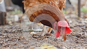 Domestic chicken walks around the yard. Brown plumage. Slow motion. Close-up