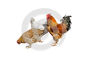 Domestic chickens.