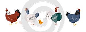 Domestic chickens. Cartoon hens, rooster and egg, cute farm poultry birds, organic eco food concept. Vector isolated set