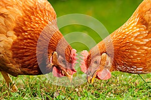 Domestic Chickens Eating Grains and Grass photo