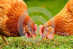 Doméstico gallinas comer granos a césped 