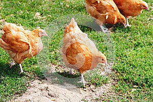 Domestic Chickens Eating grains and green grass