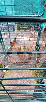 Domestic chickens in a garden cage.