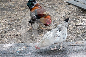 domestic chickens and hens grazing in farm yard