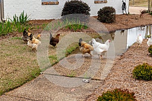 Domestic chickens roaming freely in the yard