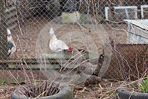 Domestic chickens and roosters on a farm, agriculture
