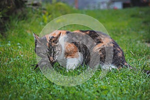 Domestic color cat turned into a hunter, hunting a mouse and having it for lunch. Close-up of the capture of pest and the