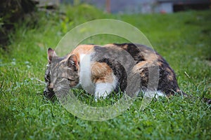 Domestic color cat turned into a hunter, hunting a mouse and having it for lunch. Close-up of the capture of pest and the