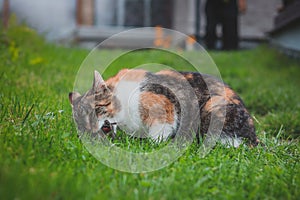 Domestic color cat turned into a hunter, hunting a mouse and having it for lunch. Close-up of the capture of pest and the