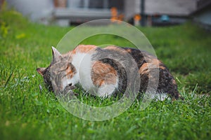 Domestic color cat turned into a hunter, hunting a mouse and having it for lunch. Close-up of the capture of pest and the