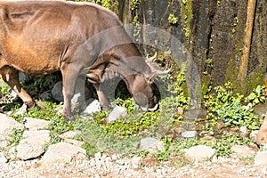 A domestic cow eats herbs near a cliff in the mountains of Armenia.