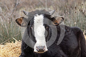 Domestic cow, head close up