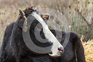 Domestic cow, head close up