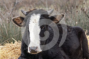 Domestic cow, head close up