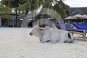 Domestic cow lies on the sand near the sun loungers on the beach of Zanzibar