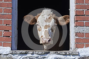 Domestic cow looking out a window