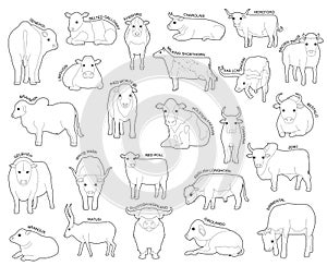 Domestic Cow Set Various Kind Identify Cartoon Vector Black and White photo