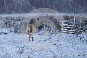 A domestic cow walks through an authentic village during a snowfall amid snow-covered fields and wooden houses.