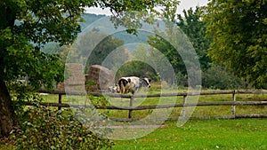 Domestic cows graze in a rural meadow