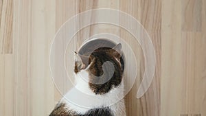 Domestic cute tabby cat eating wet pet food from tin can on the table. Healthy kitten eating food with appetite. Health