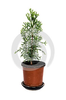 Domestic cypress isolated on white