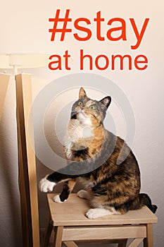 Domestic dark cat sits on a chair with its paw raised and looks up, the floor lamp, concept of the virus epidemic, quarantine