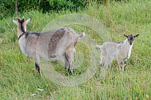 Domestic doe goat and its kid outdoor